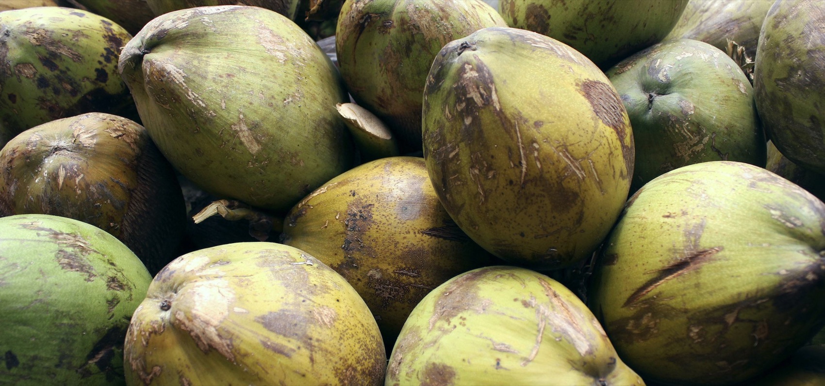 Coconut plantations — Guerrero